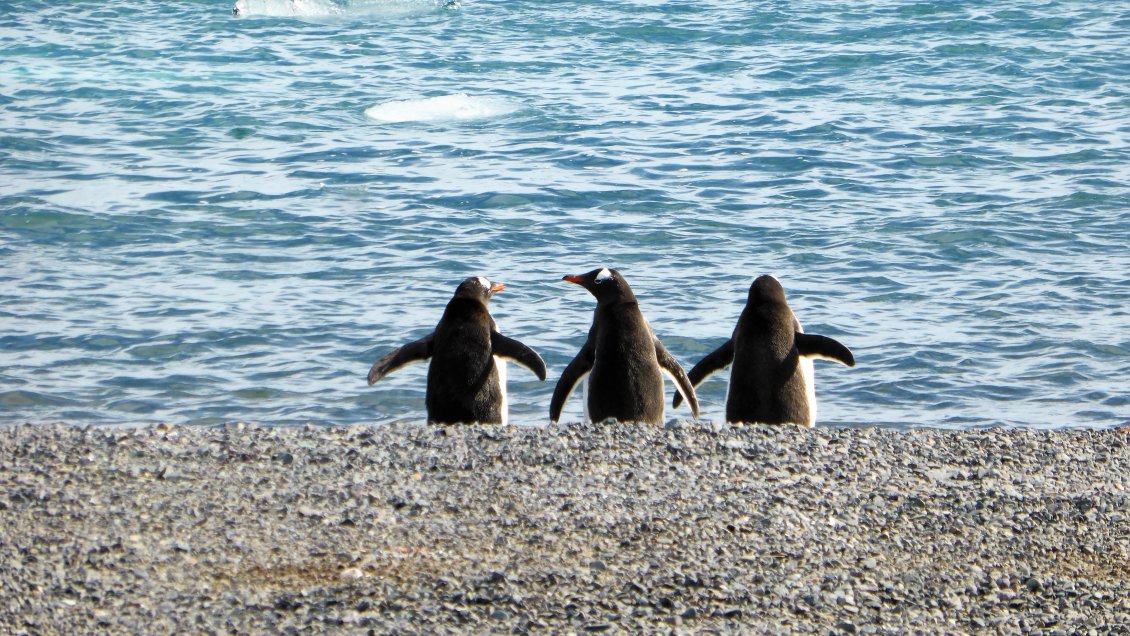 Hallan a un pingüino muerto tras ingerir una mascarilla en Brasil