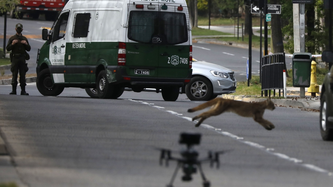 Pumas sueltos en Las Condes: Capturan a cachorro mientras intentan atrapar a su madre