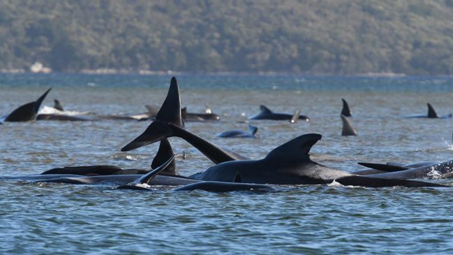 Aumentan a más de 470 las ballenas varadas en el sur de Australia  
