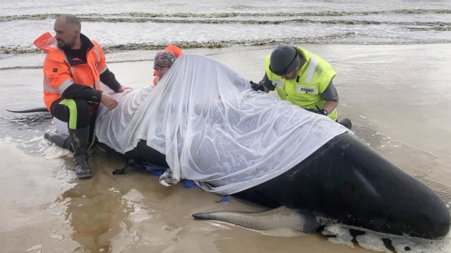   Ballenas varadas en Australia: 380 han muerto y 70 han sido rescatadas 