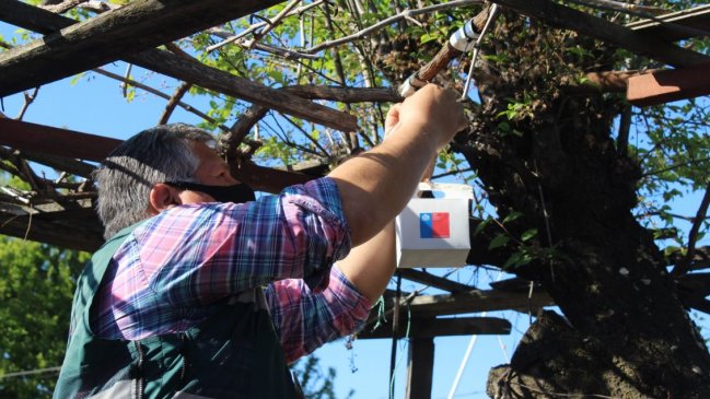 Una por otra: Liberan a 20 mil microavispas para erradicar plaga de polillas en Chillán