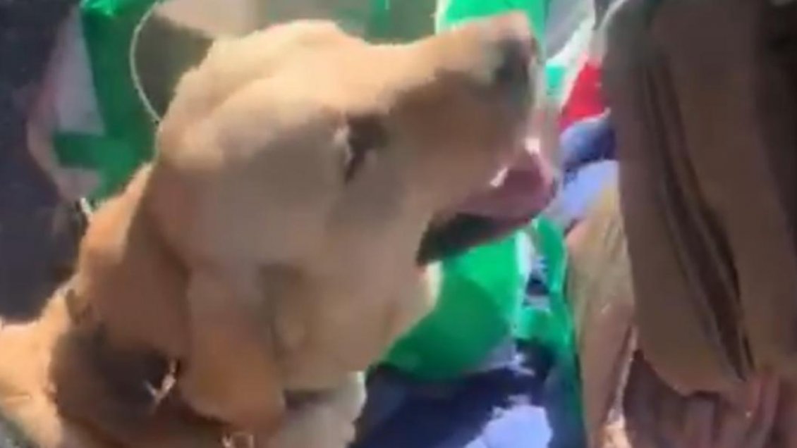 Perro policial desenmascaró a mujeres que usaban a guagua para traficar sin levantar sospechas