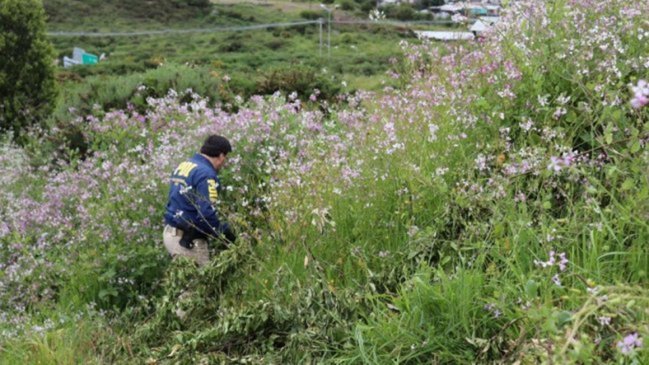 Encuentran osamentas durante búsqueda de joven desaparecida en Puerto Montt