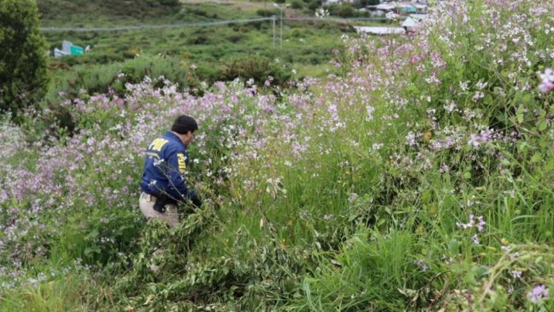 Encuentran osamentas durante búsqueda de joven desaparecida en Puerto Montt
