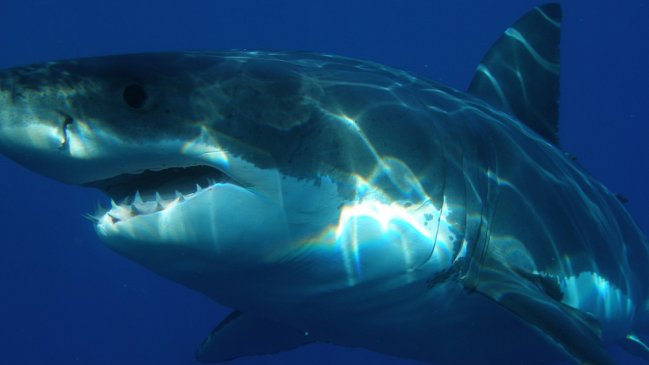  Alertan que tiburones pueden ser víctimas masivas por desarrollo de vacunas Covid  