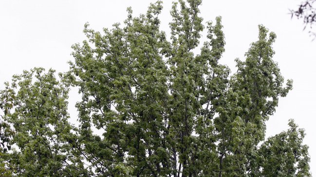 Experto advierte sobre el 