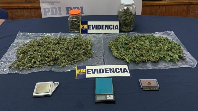 Médico de Chillán fue detenido: se le acusa de mantener plantación de marihuana en su domicilio