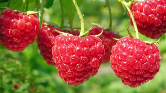 Diputados PS pedirán sesión especial por 