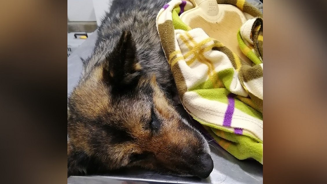 Terrible caso de maltrato animal en Ancud: Perrita fue atropellada y lanzada al mar