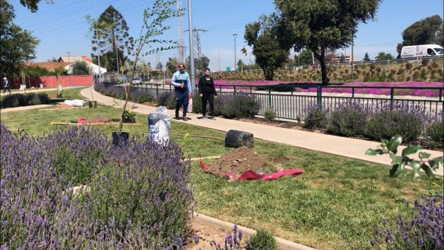 Plantan más de mil árboles nativos en Rancagua