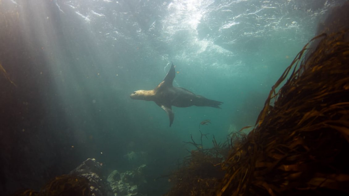 Aprueban recursos para desarrollar estudio sobre biodiversidad costera de la Región de Tarapacá