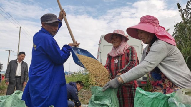 Arroz de suelo salino rompe récord de rendimiento en este de China