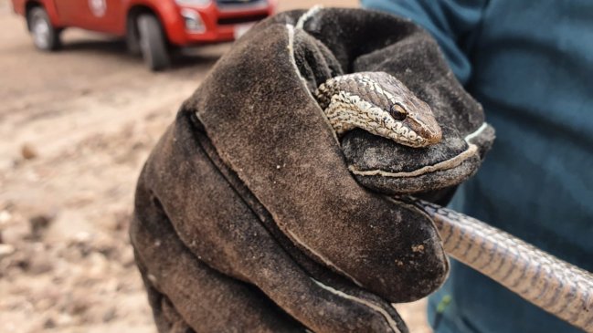 Tarapacá: SAG devolvió a su hábitat natural a culebra de cola larga encontrada en Pica