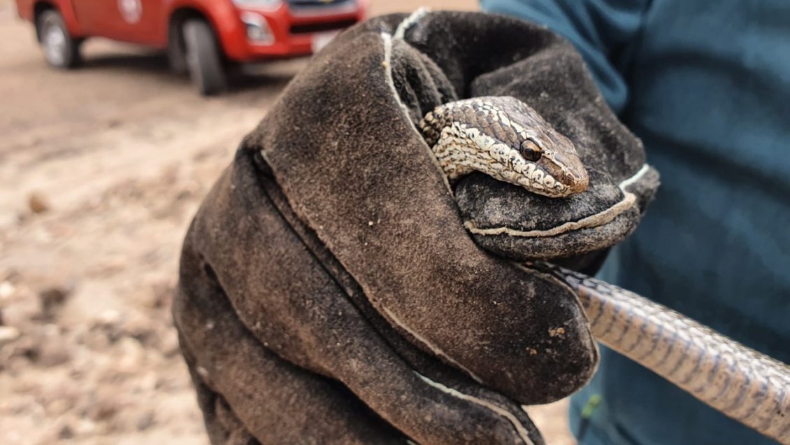 Tarapacá: SAG devolvió a su hábitat natural a culebra de cola larga encontrada en Pica