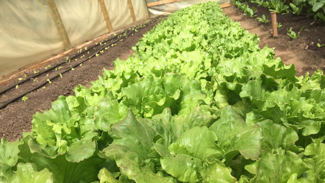 Agricultores del Itata incorporarán riego con energía fotovoltaica
