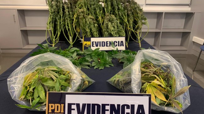 Desbaratan cultivo indoor de marihuana al interior de vivienda en Santa Cruz