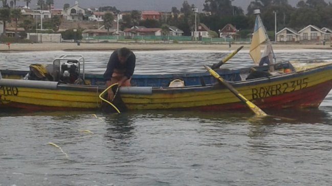 Pescadores inician repoblamiento de alga pelillo en La Herradura de Coquimbo