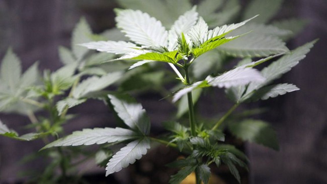 Cayó banda que cultivaba marihuana conocida como 