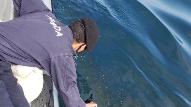 Derrame de petróleo afectó a la bahía de Tocopilla