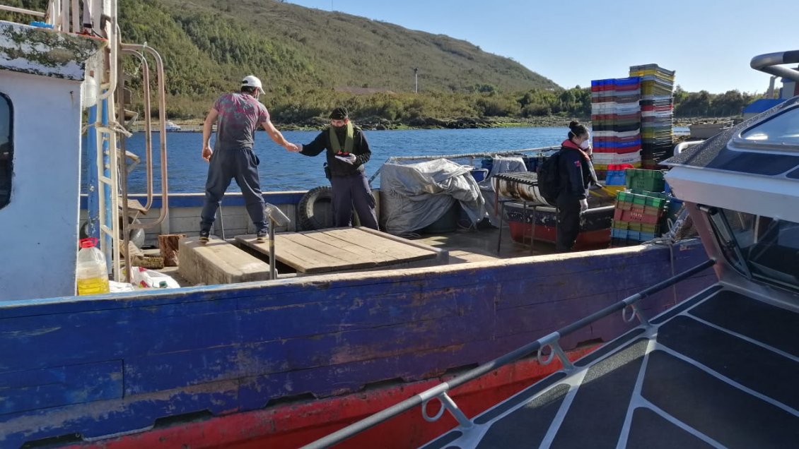 Decomisan 3,2 toneladas de erizo extraídas ilegalmente en Aysén