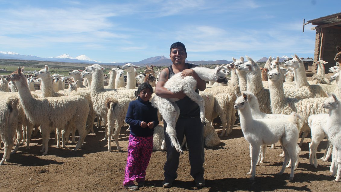 Altiplano chileno avanza en la ganadería sustentable de llamas en Parinacota