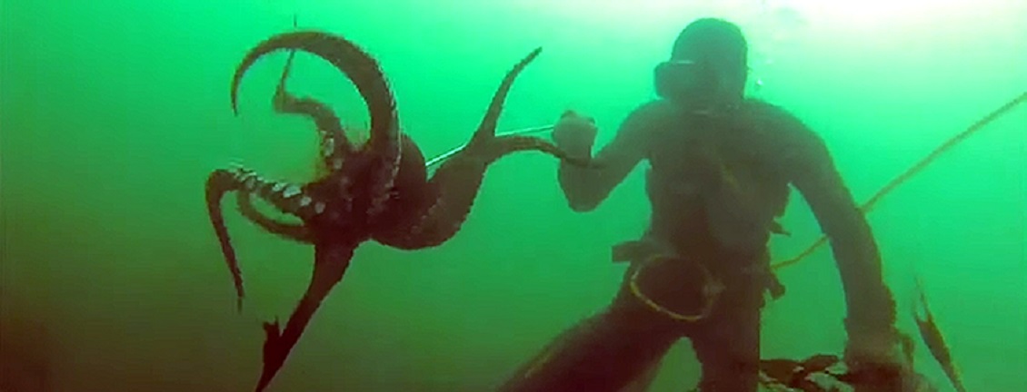 Cuatro meses durará veda larga del pulpo del norte en la Región de Coquimbo