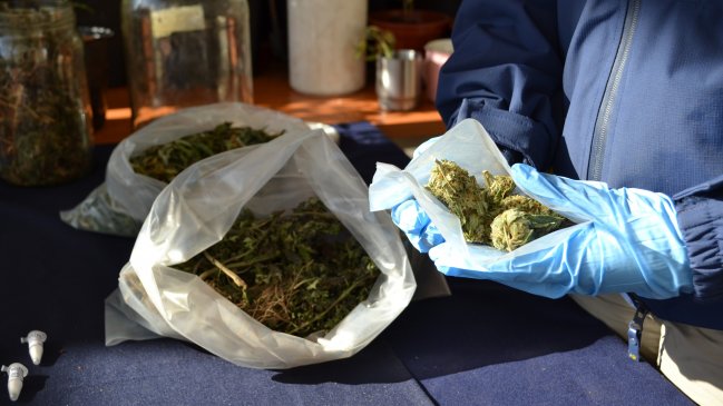 Corte de Coyhaique decretó prisión preventiva para imputado sorprendido con 48 plantas de marihuana