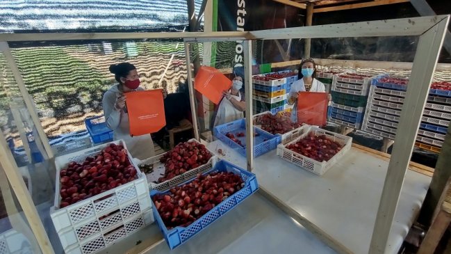 Lanzan campaña para evitar riesgos de Covid-19 en temporeros agrícolas de Ñuble
