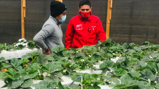 Desafiando el clima: Joven agricultor comenzó cultivo de frutillas en Antofagasta