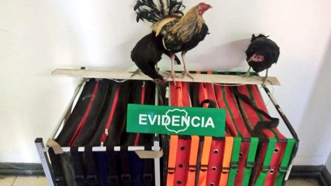 Hombre fue detenido trasladando gallos de pelea hacia Bolivia de manera ilegal
