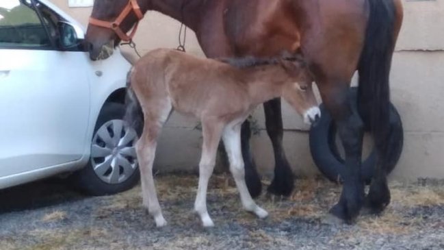 Yegua dio a luz en estacionamiento de un condominio en Temuco