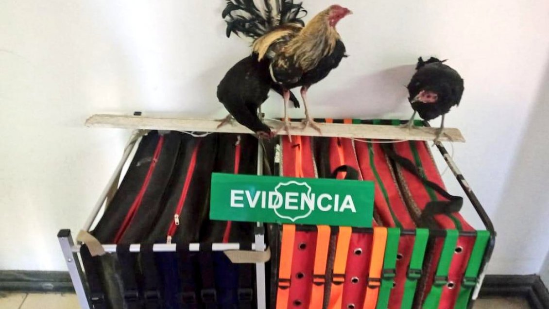 Hombre fue detenido trasladando gallos de pelea hacia Bolivia de manera ilegal