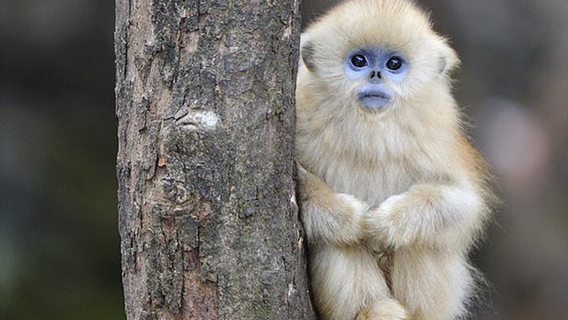 Inédito avistamiento de monos dorados de nariz chata en el noroeste de China
