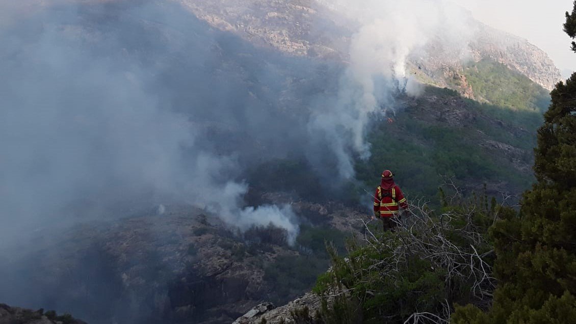 Conaf aseguró que huemules no corren riesgo en incendio forestal que afecta a Ñuble