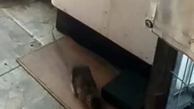 Plaga de ratones, moscas y malos olores mantiene preocupación en Villa Las Américas de Talca