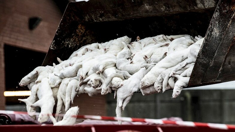 Imagen foto_00000001