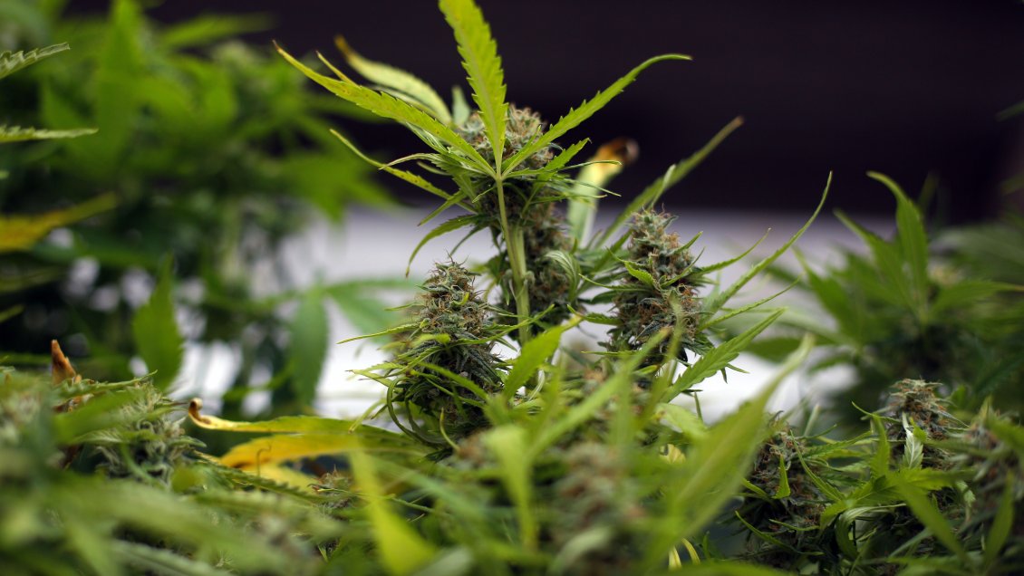 Argentina legaliza el autocultivo medicinal de cannabis