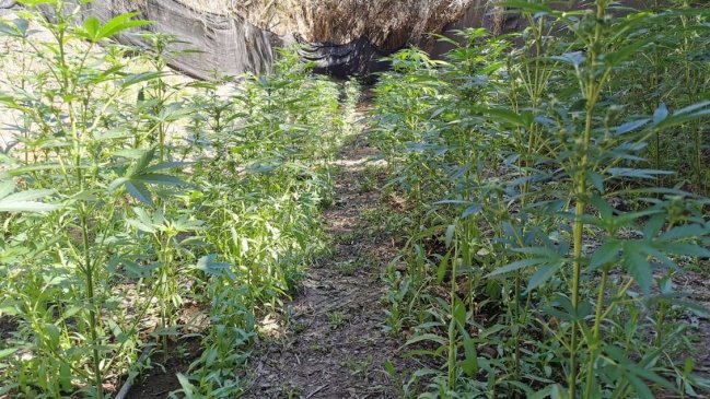 En parcela abandonada de Punitaqui encuentran 197 plantas de marihuana