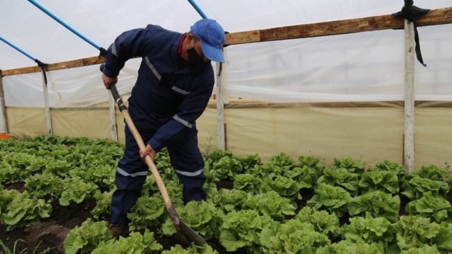 Firman convenio para capacitar y emplear a reclusos en rubro agro frutícola en Ñuble