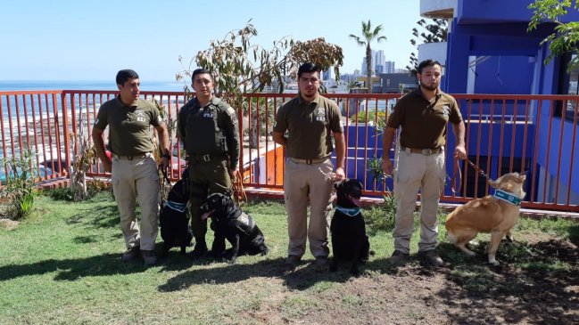 Iquique: Perros del OS-7 han ayudado en la detención de 30 personas