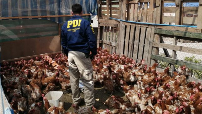 PDI arrestó a hombre que tenía a 370 gallinas hacinadas en un matadero clandestino