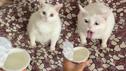 Gatito se viralizó por su reacción de asco