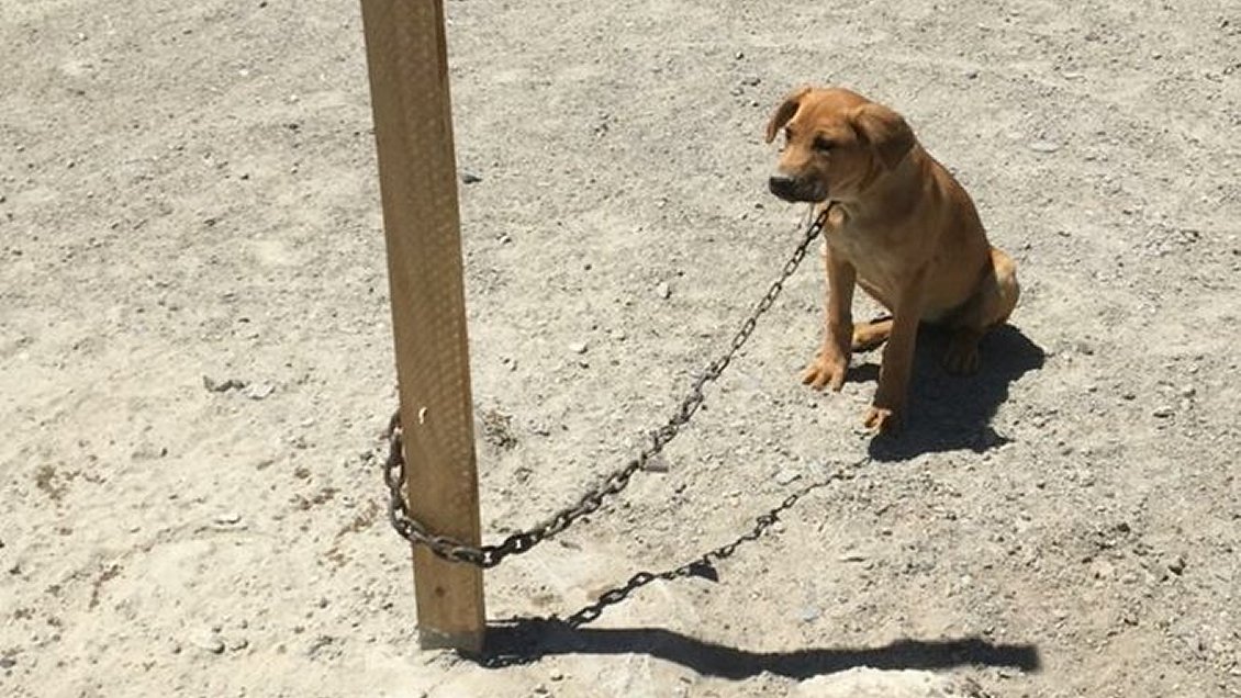 Maltrato animal en Chañaral: Perritos encadenados a pleno sol, sin comida ni agua