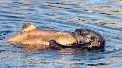   Nunca antes visto: Captan a nutria marina atrapando a tiburón entre sus garras 
