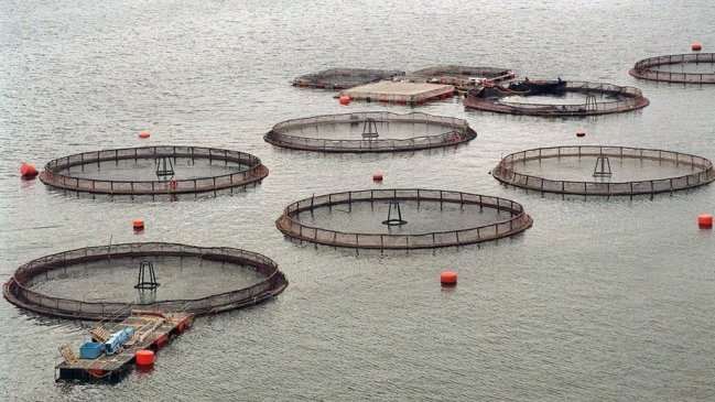 Posible brote en un centro de cultivo de salmones obliga operativo en Punta Arenas