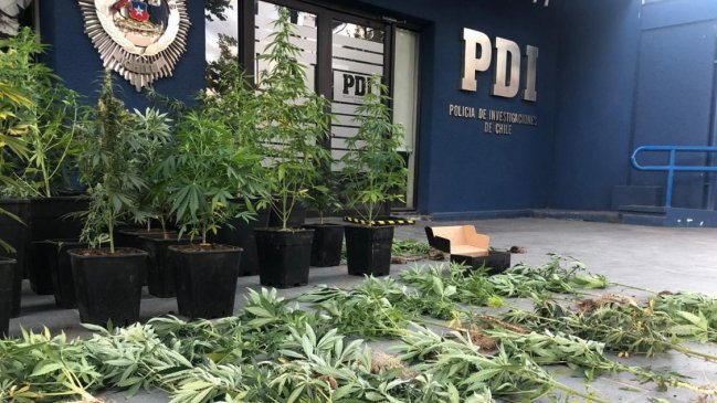 Dos detenidos y 75 plantas de cannabis decomisadas dejó operativo antidrogas en Ñiquén