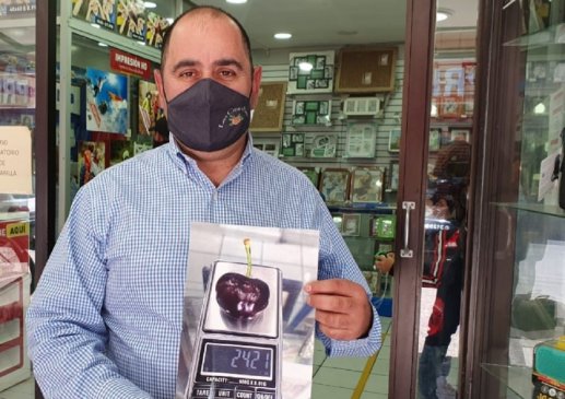 Fruticultor de Sagrada Familia asegura que cosechó la cereza más grande del mundo