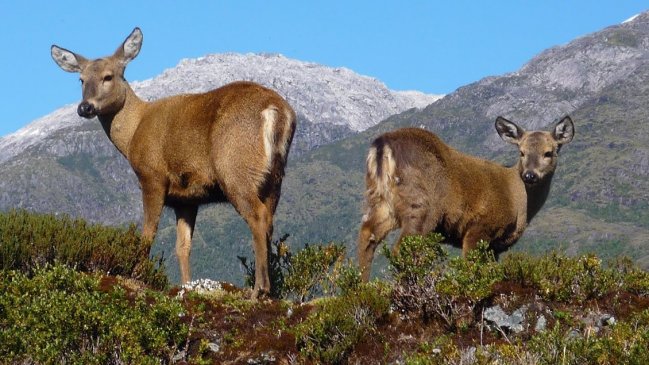 Constituyen consejo consultivo para la conservación de la Reserva Nacional de Ñuble