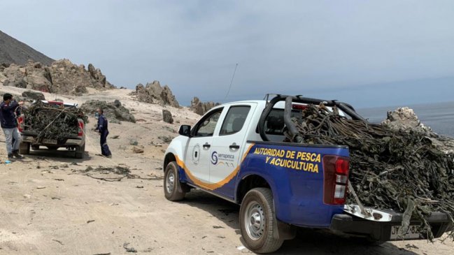 Más de media tonelada de algas barreteadas fue decomisada en Tocopilla