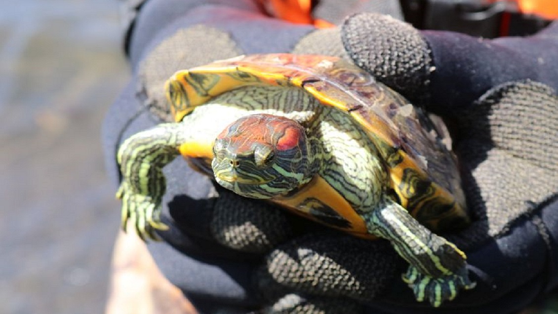 Sacrificarán a tortugas orejas rojas introducidas a humedal de San Pedro de la Paz